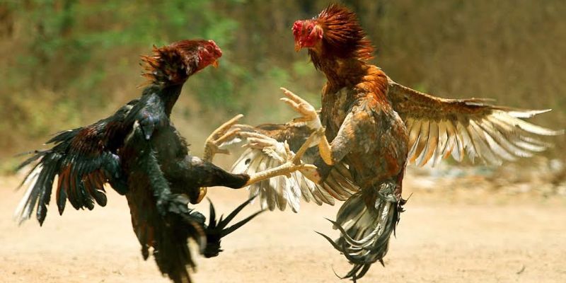 Cách phân định thắng thua Đá Gà Thomo Betvisa